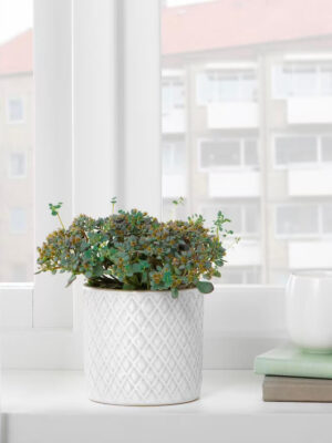 product_megamog_07_2